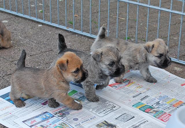 Fynn als Welpe 043.jpg